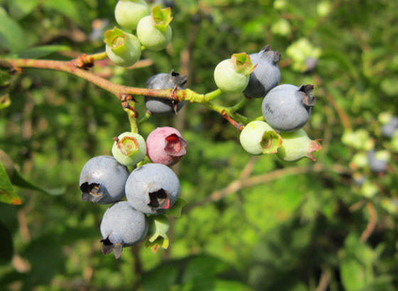 wash-blueberries